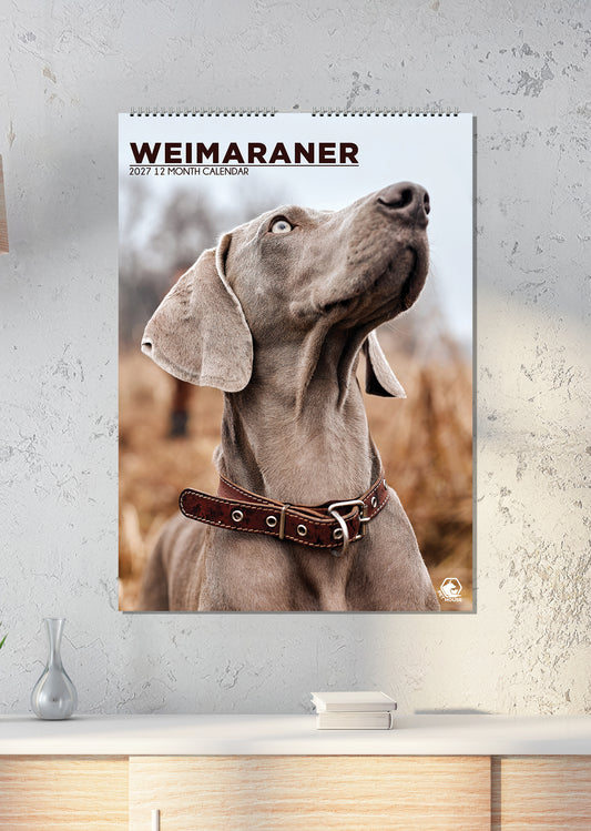 Weimaraner Calendar - A3 Calendar 2027