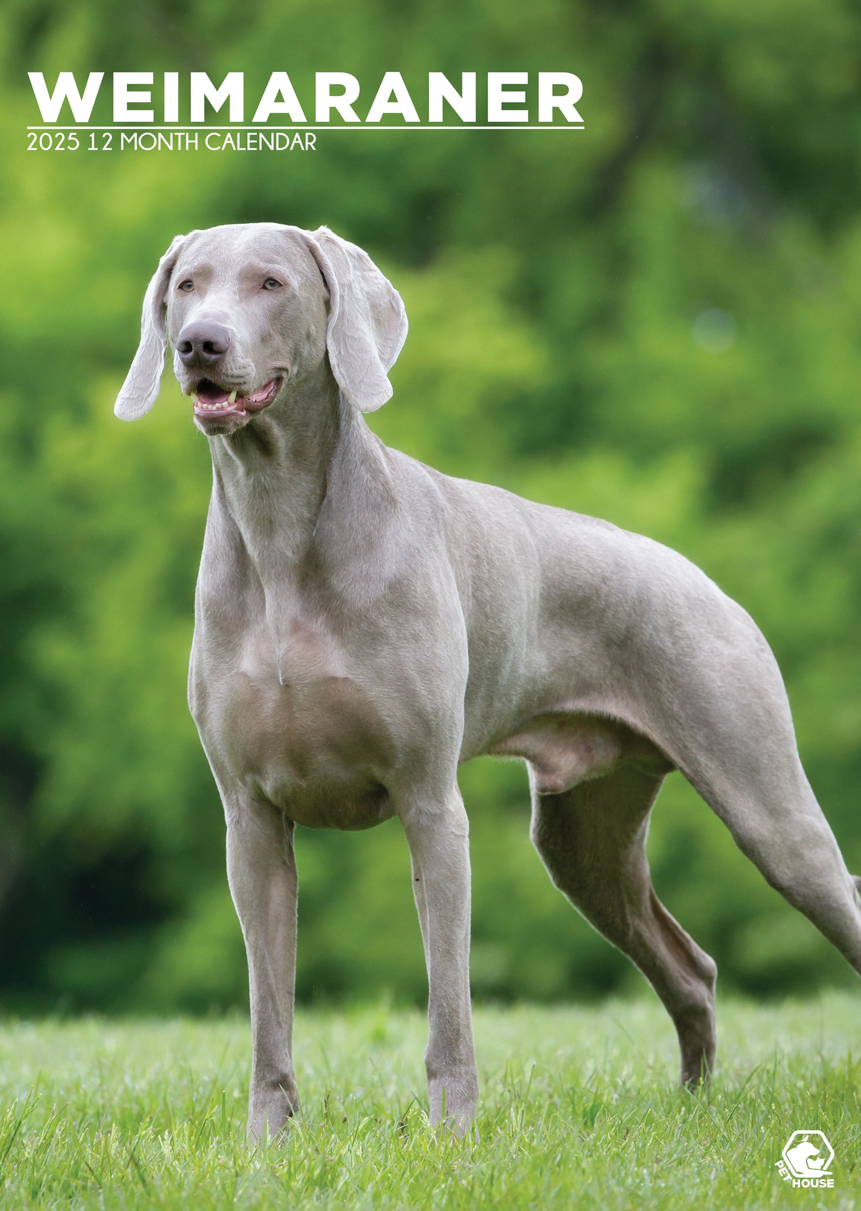 Weimaraner Calendar 2025 CalendarsRus