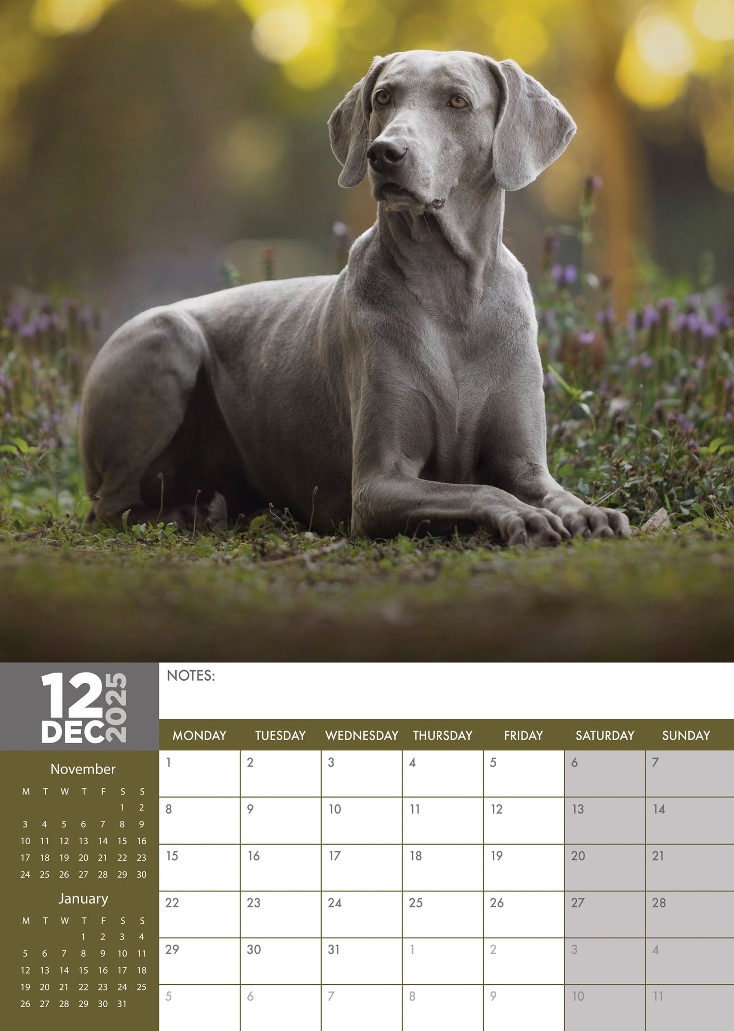 Weimaraner Calendar 2025