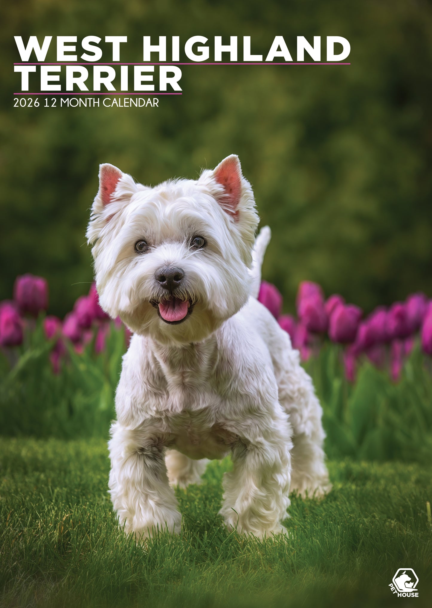 West Highland Terrier - A3 Calendar 2026