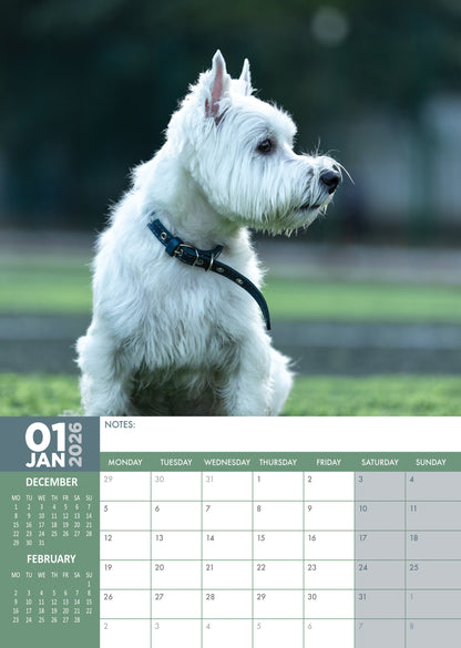 West Highland Terrier - A3 Calendar 2026