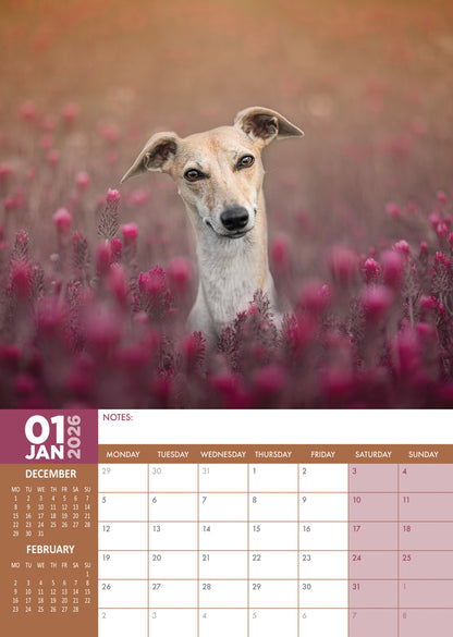 Whippet Calendar - A3 Calendar 2026