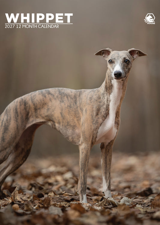 Whippet Calendar - A3 Calendar 2027