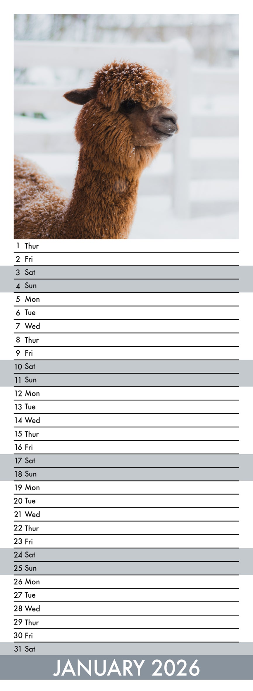 Alpacas - Slim Calendar 2026