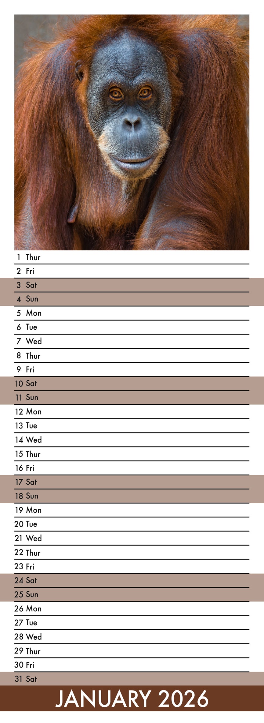 Apes - Slim Calendar 2026