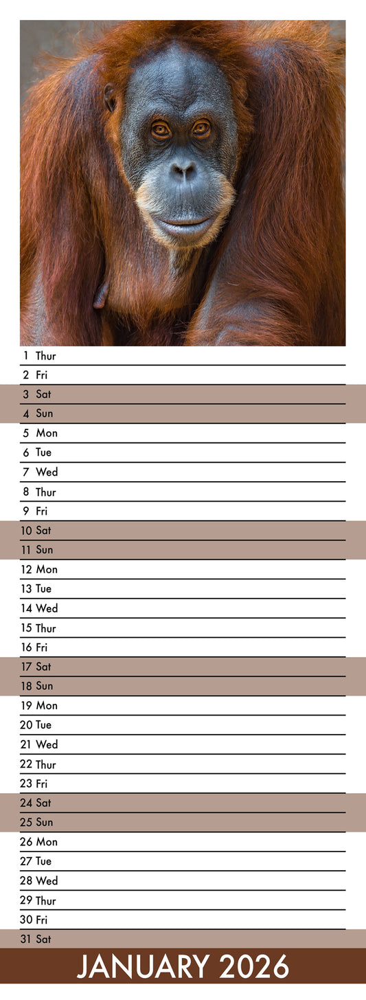 Apes - Slim Calendar 2026