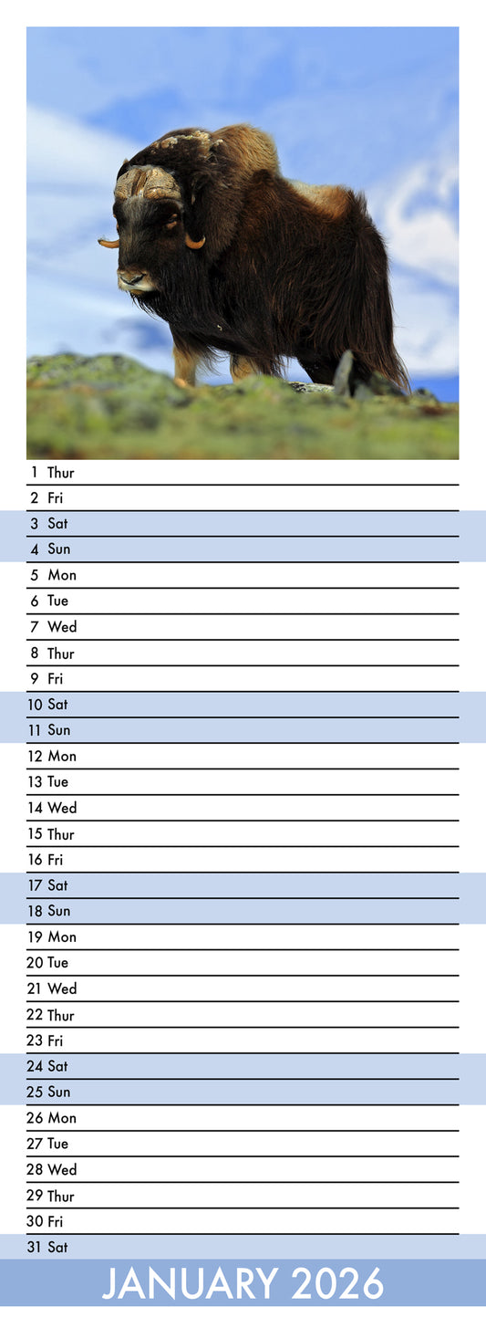 Arctic Animals - Slim Calendar 2026