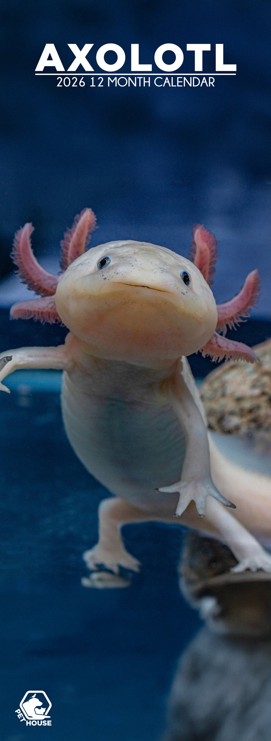 Axolotl - Slim Calendar 2026