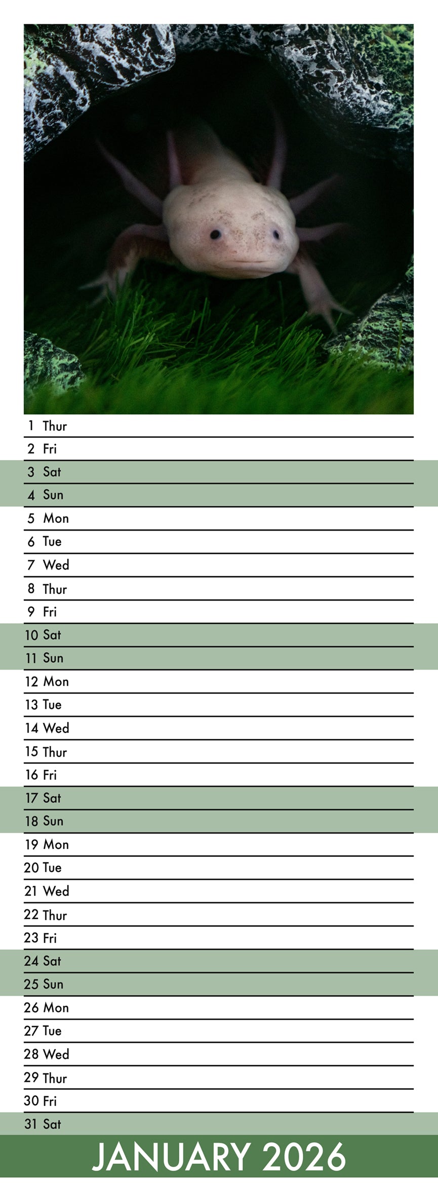 Axolotl - Slim Calendar 2026