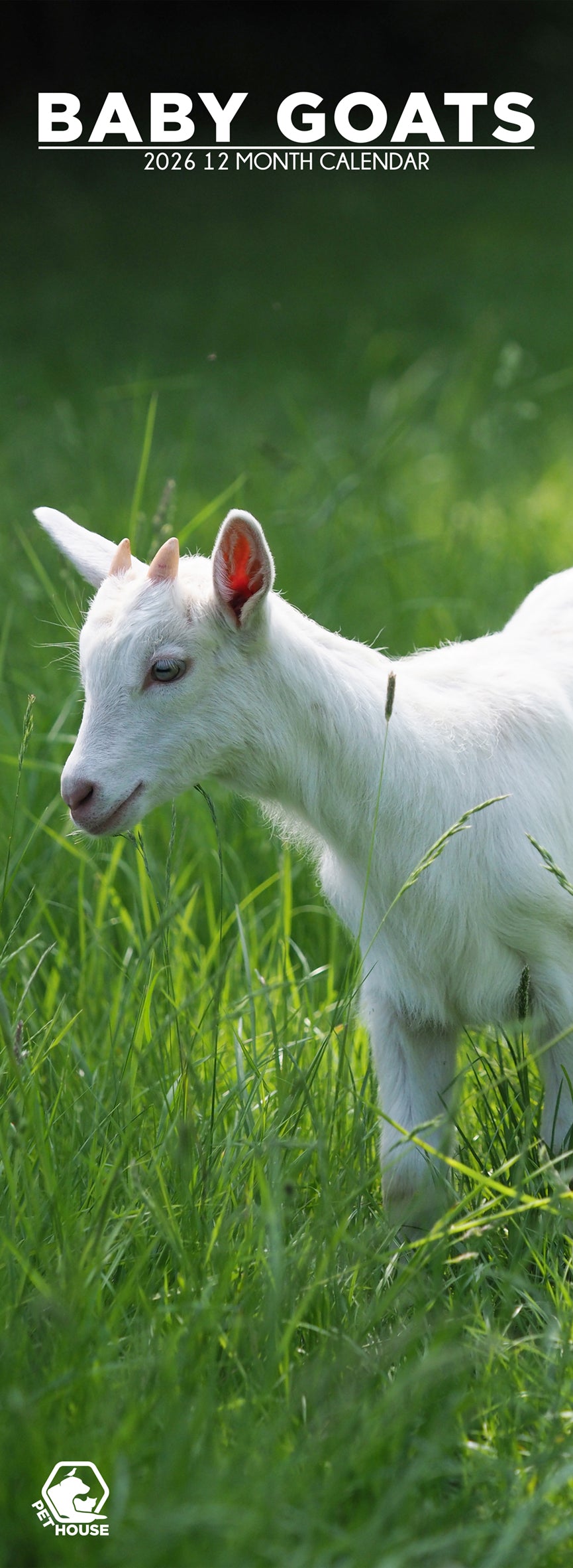 Baby Goats - Slim Calendar 2026