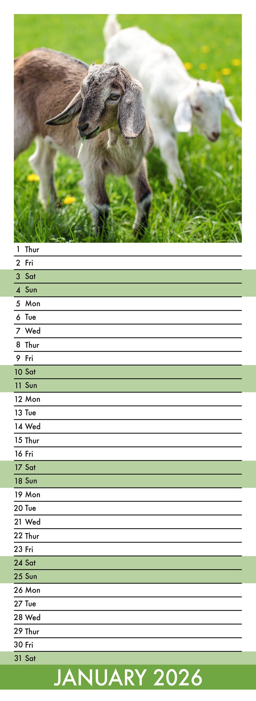 Baby Goats - Slim Calendar 2026