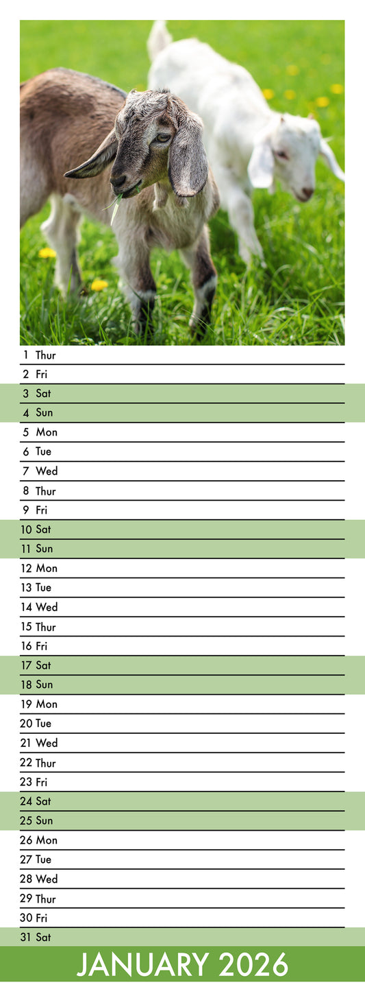 Baby Goats - Slim Calendar 2026