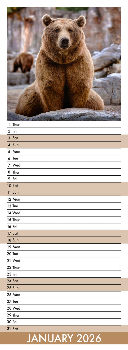 Bears - Slim Calendar 2026