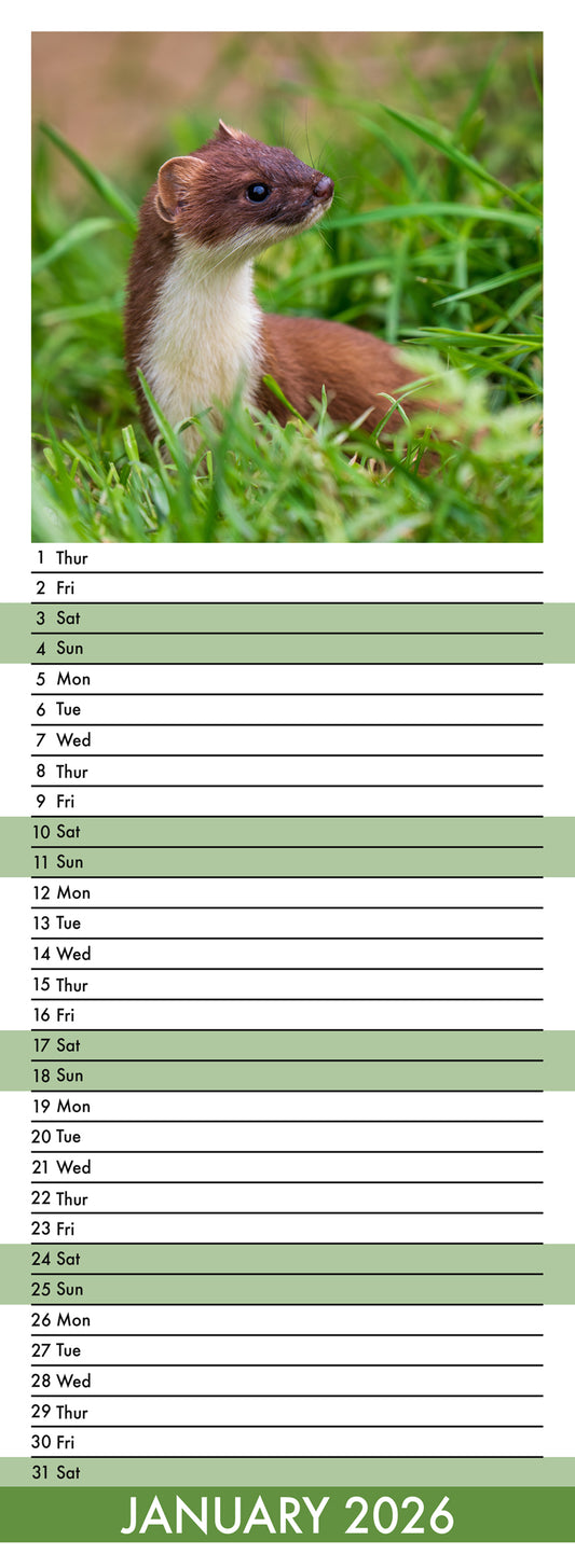 British Wildlife - Slim Calendar 2026