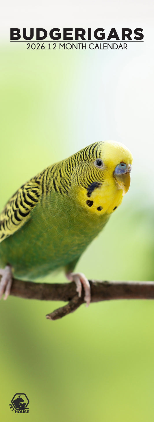 Budgerigars - Slim Calendar 2026