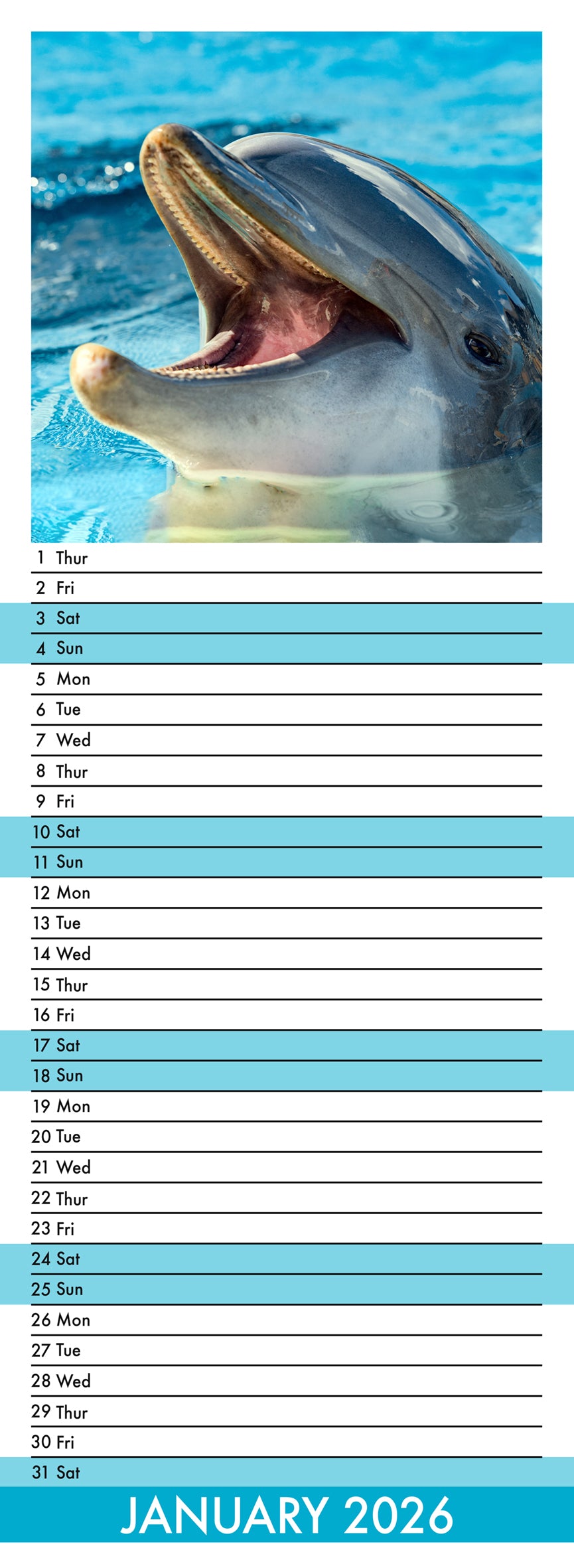 Dolphins - Slim Calendar 2026