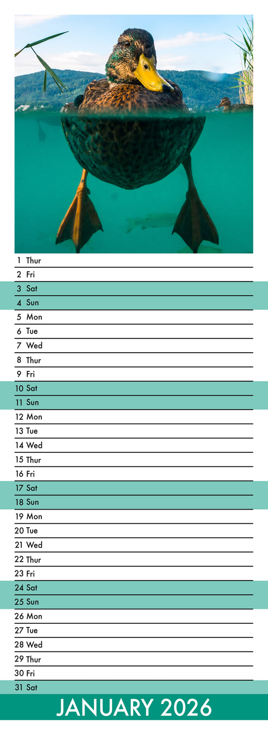 Ducks - Slim Calendar 2026