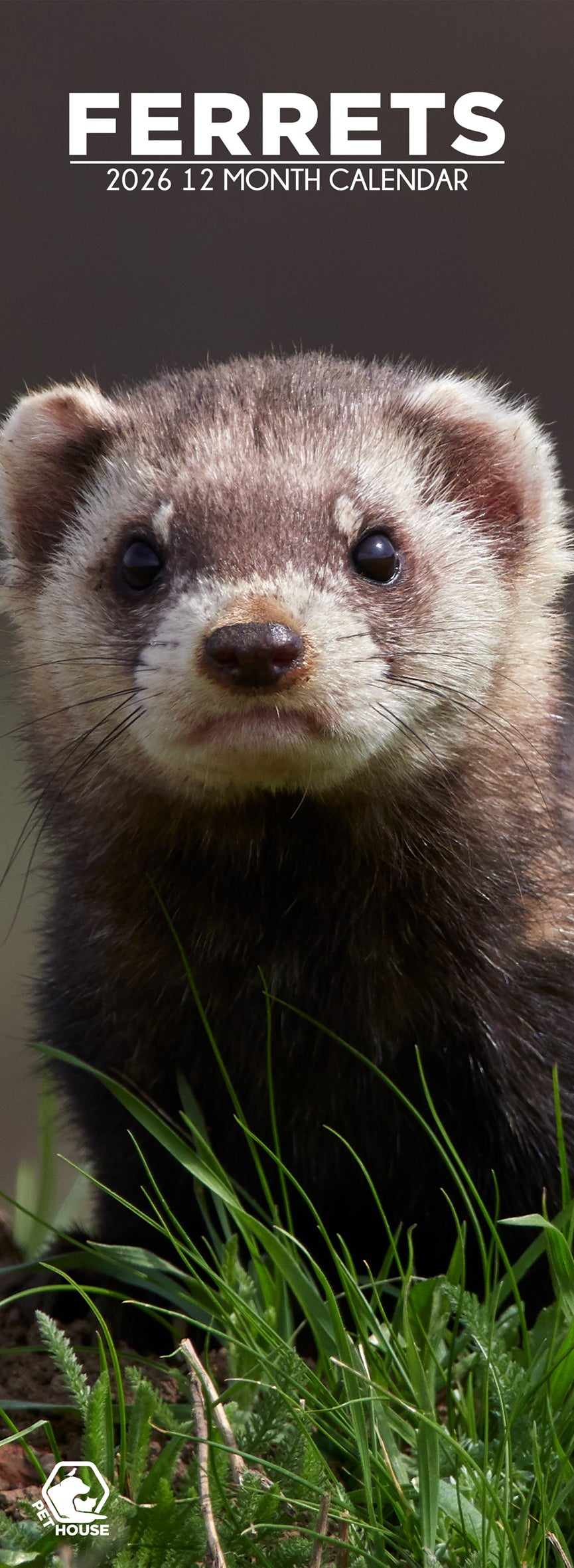 Ferrets - Slim Calendar 2026