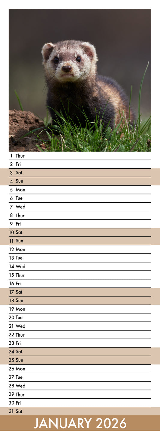 Ferrets - Slim Calendar 2026