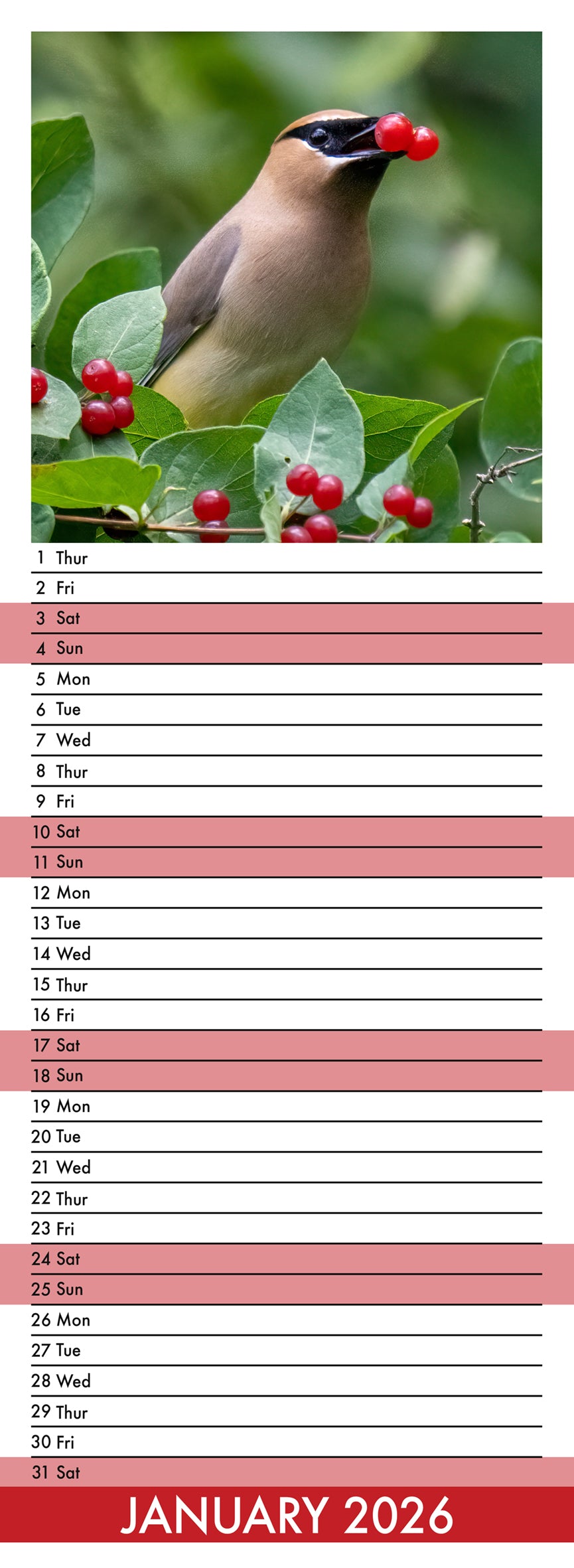 Garden Birds - Slim Calendar 2026