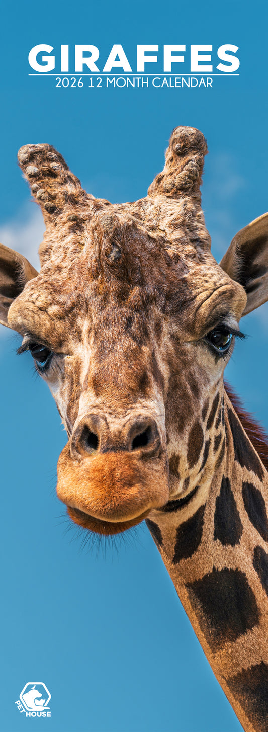 Giraffes - Slim Calendar 2026