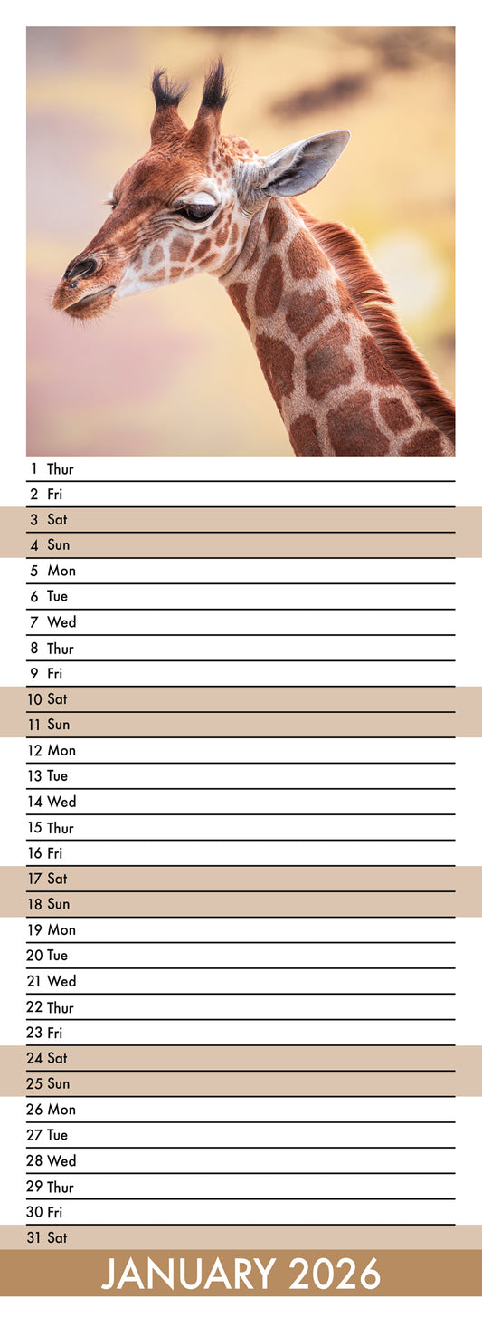 Giraffes - Slim Calendar 2026