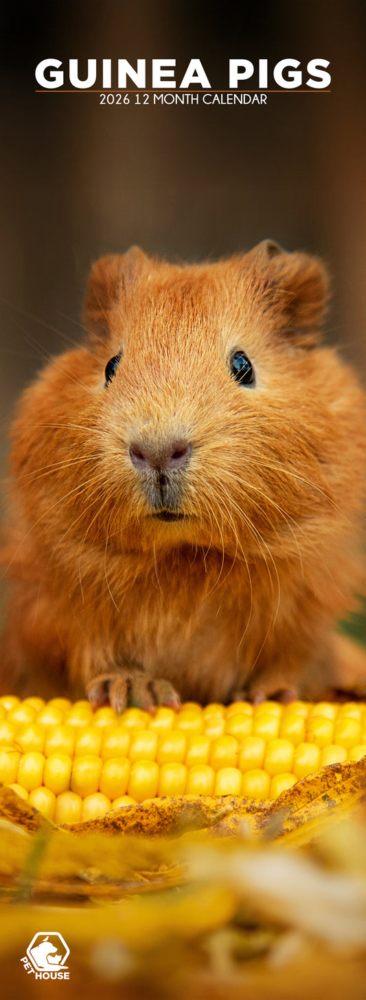 Guinea Pigs - Slim Calendar 2026