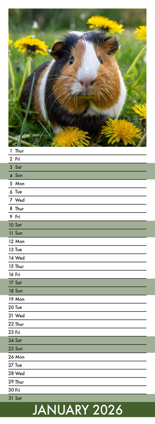 Guinea Pigs - Slim Calendar 2026