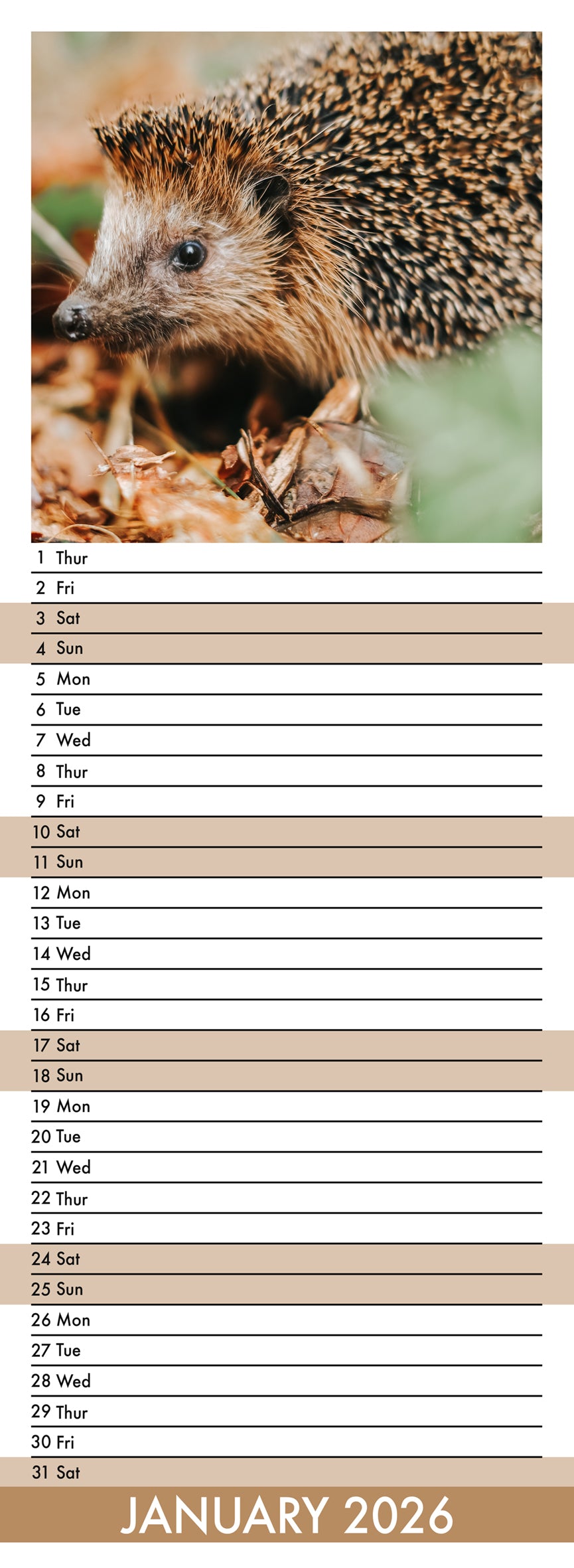 Hedgehogs - Slim Calendar 2026