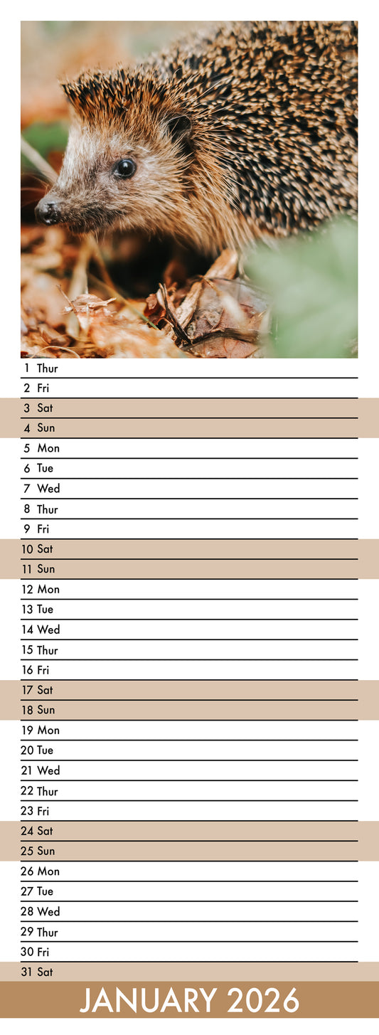 Hedgehogs - Slim Calendar 2026