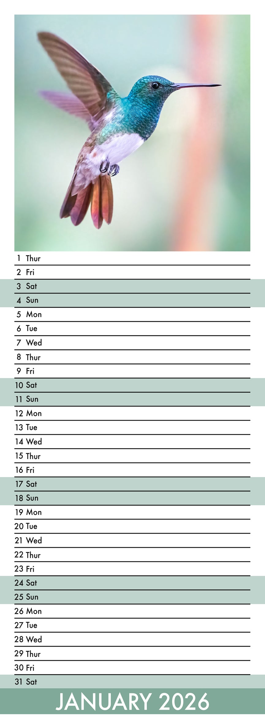 Hummingbirds - Slim Calendar 2026