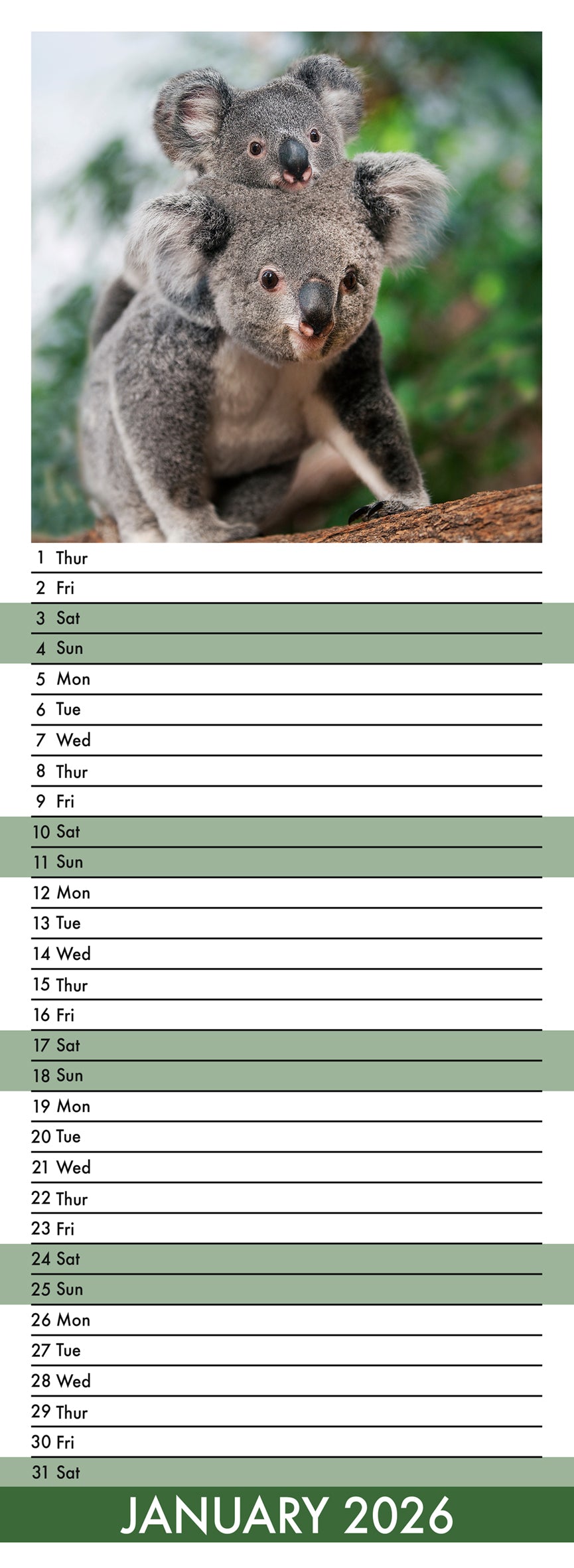 Koalas - Slim Calendar 2026