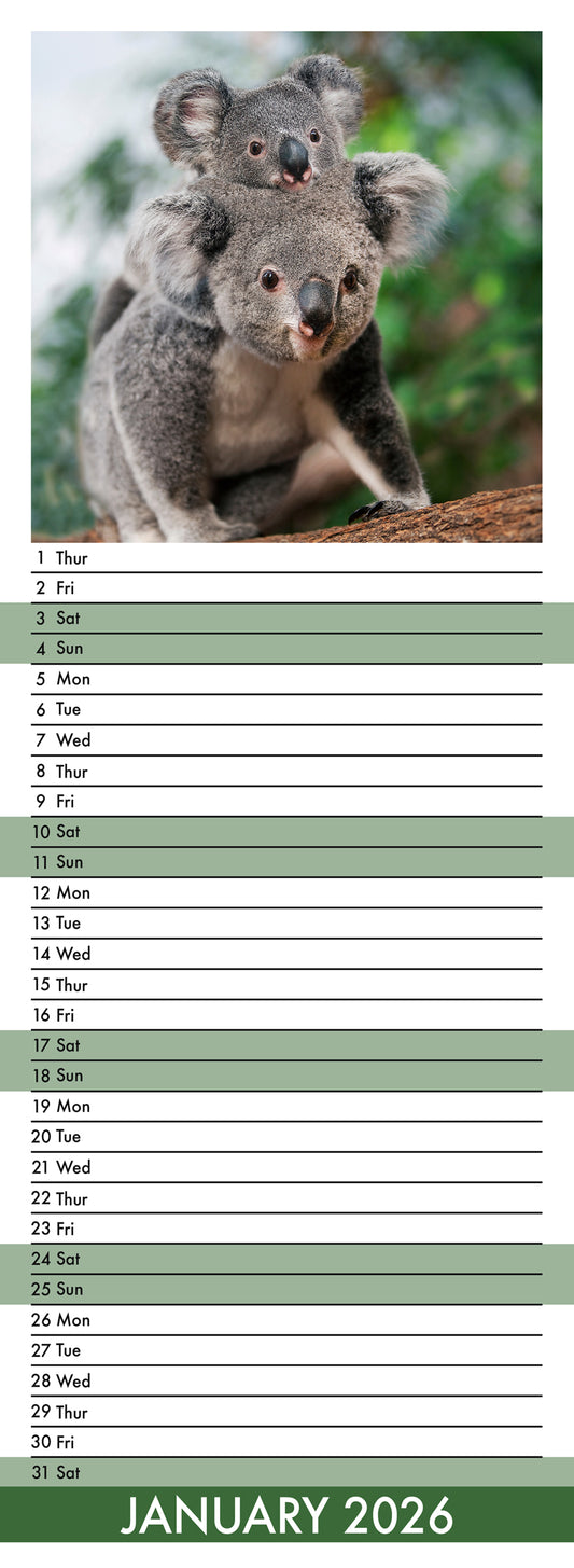 Koalas - Slim Calendar 2026