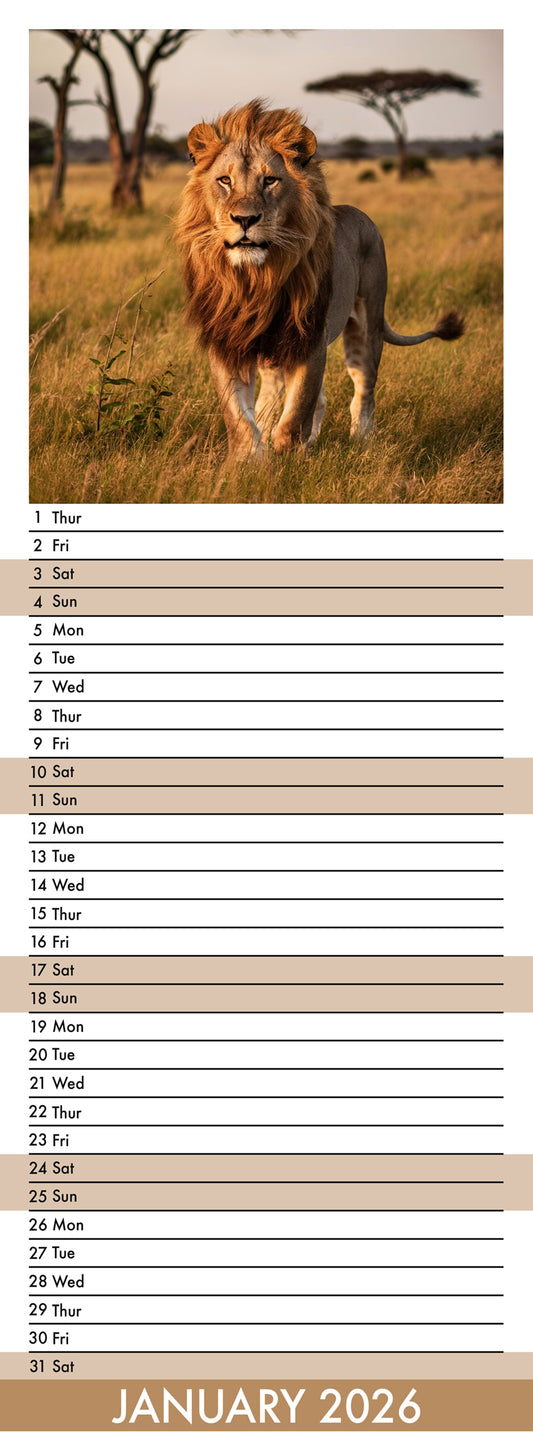 Lions - Slim Calendar 2026