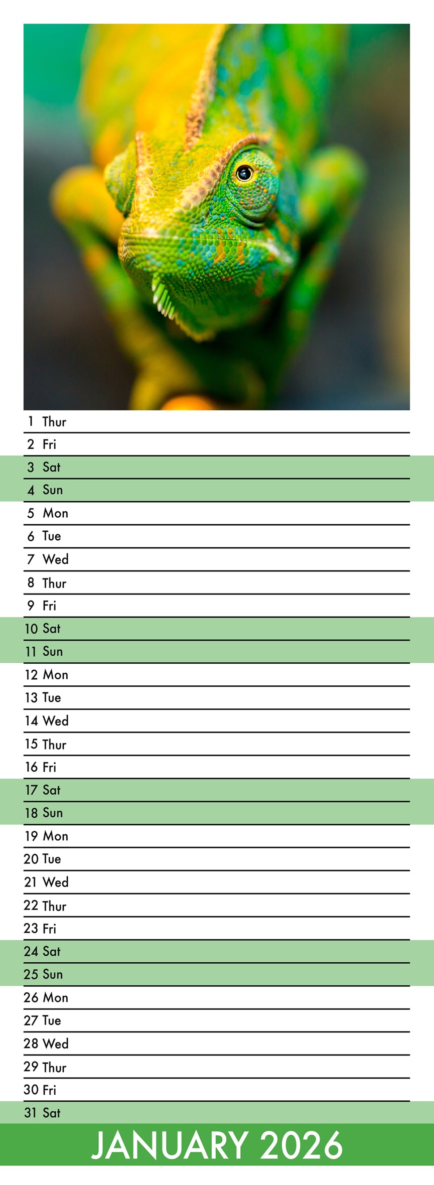 Lizards - Slim Calendar 2026