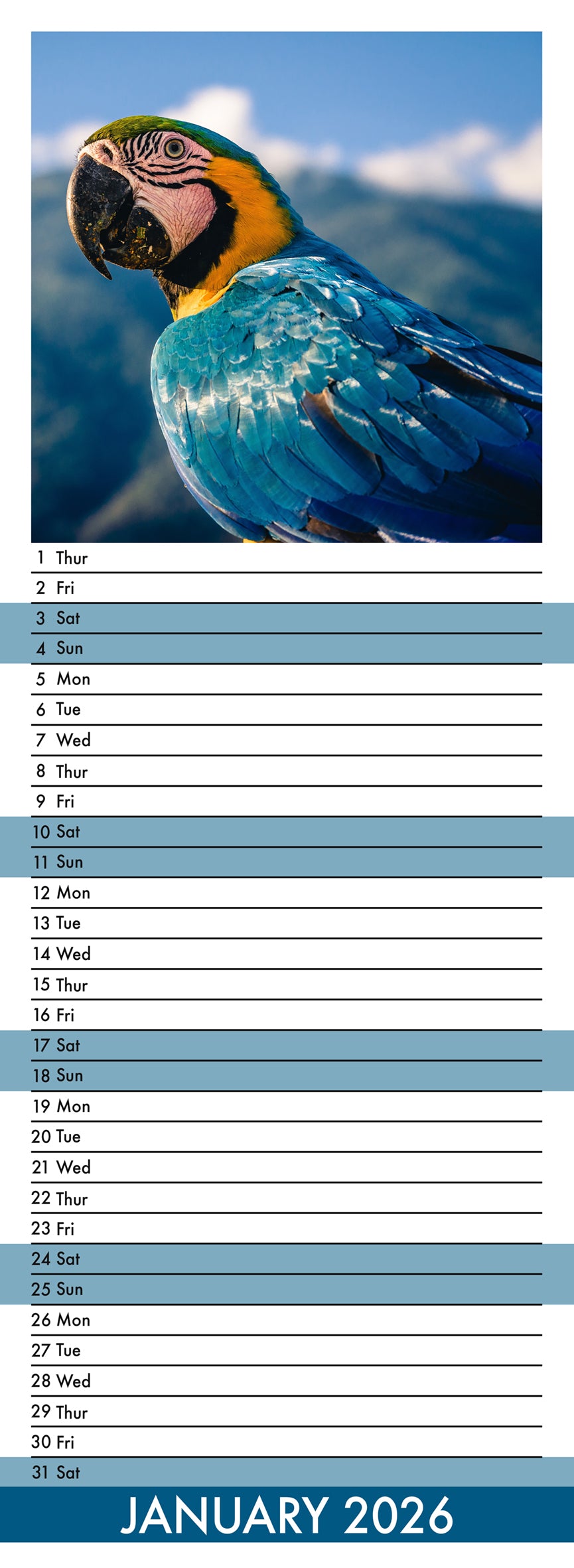 Macaws - Slim Calendar 2026