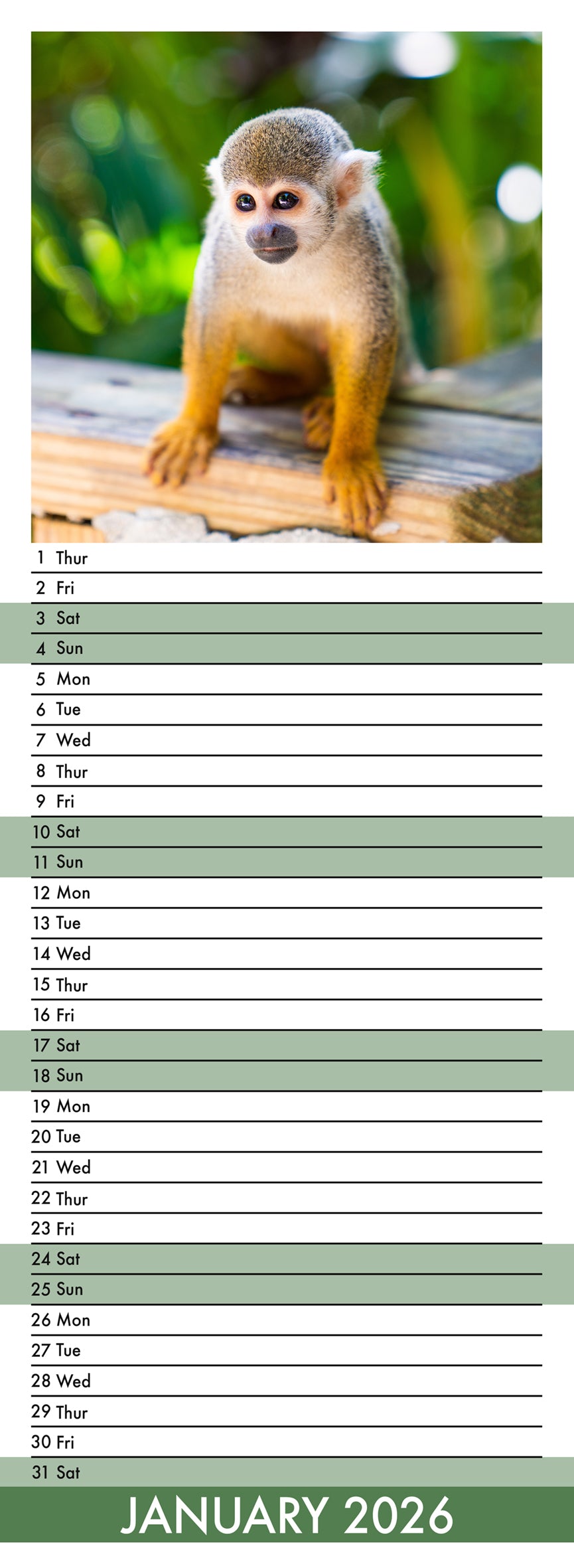 Monkeys - Slim Calendar 2026