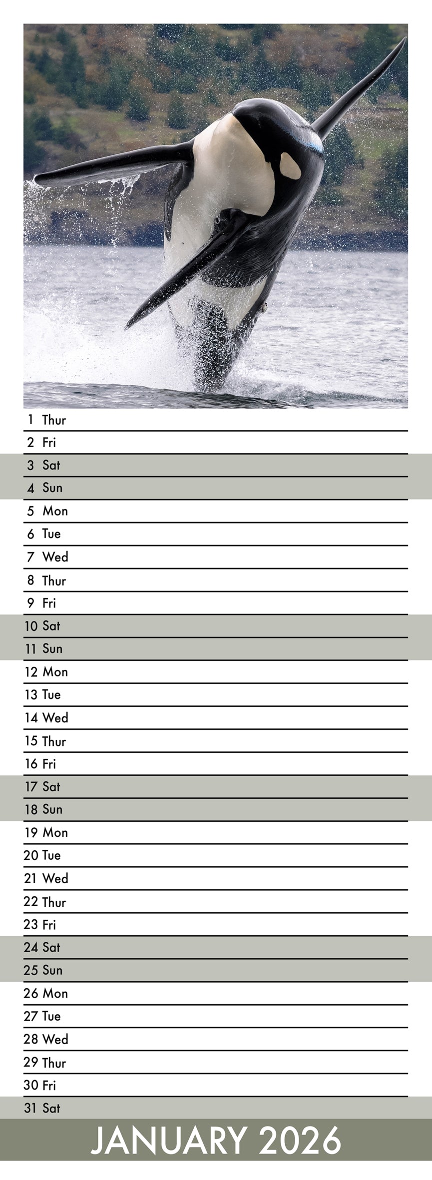 Orcas - Slim Calendar 2026