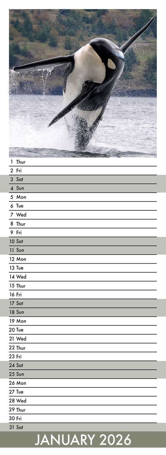 Orcas - Slim Calendar 2026