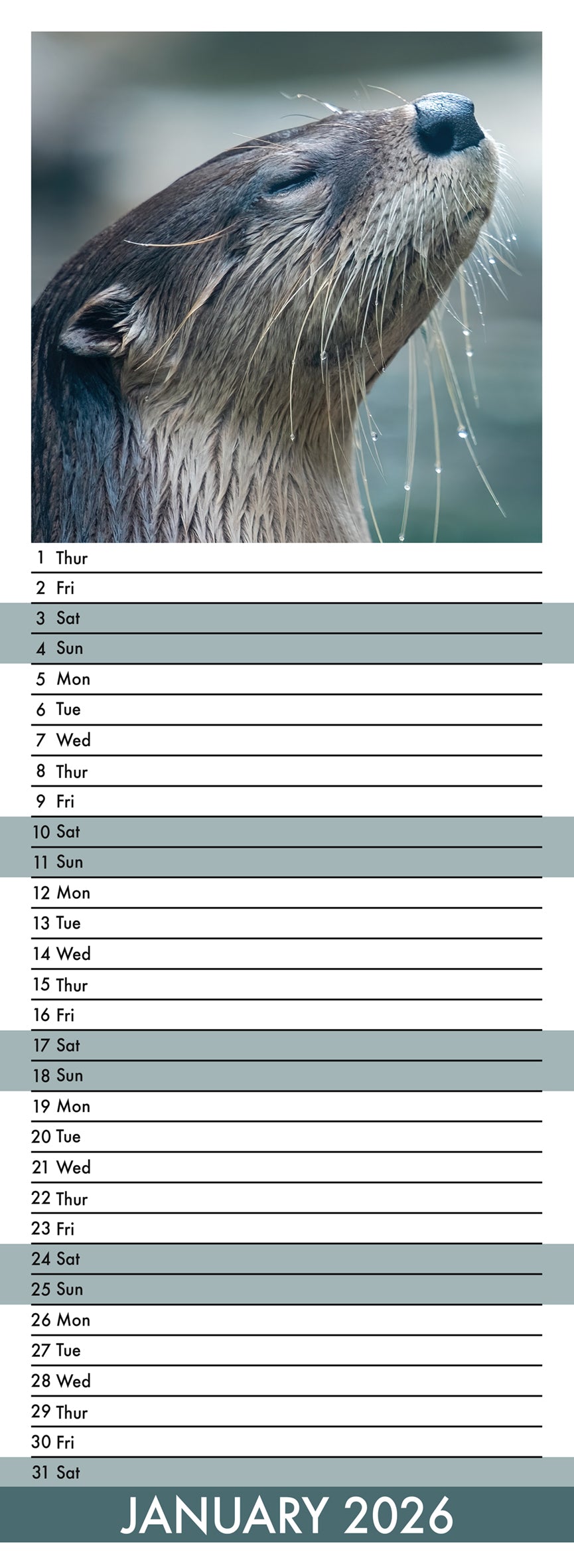 Otters - Slim Calendar 2026