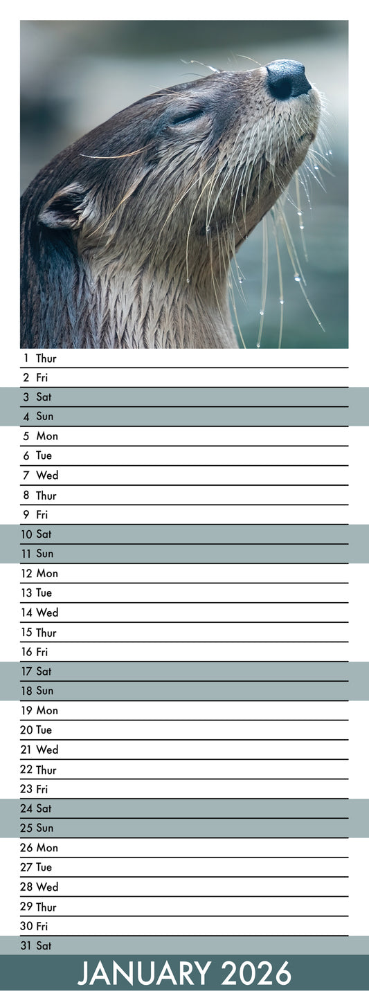 Otters - Slim Calendar 2026