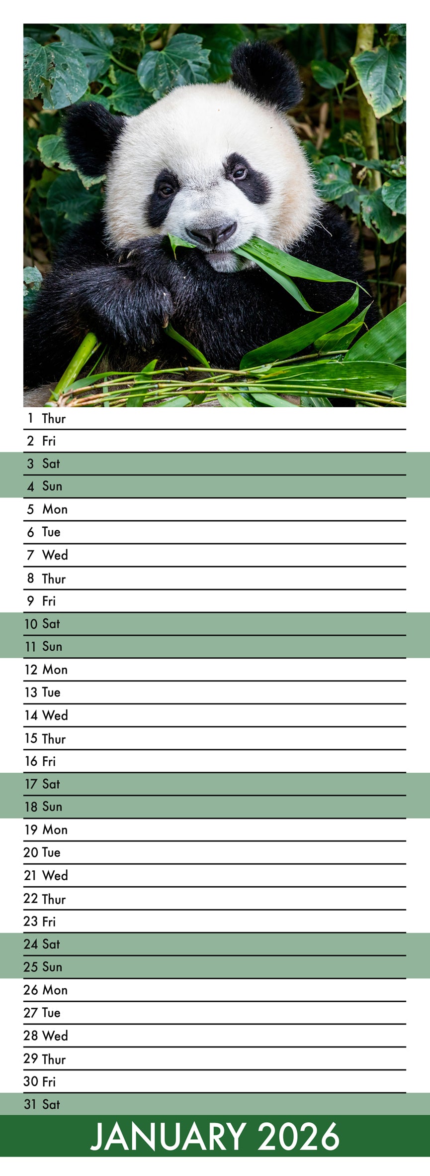 Pandas - Slim Calendar 2026