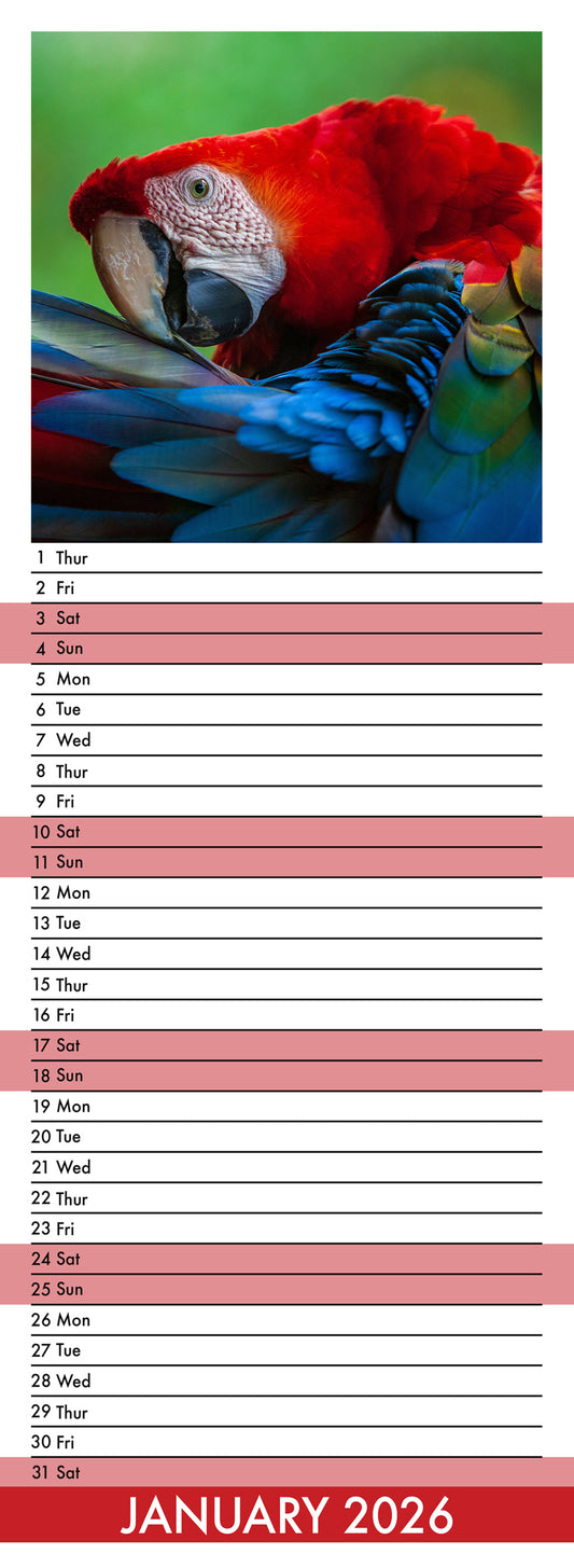 Parrots - Slim Calendar 2026