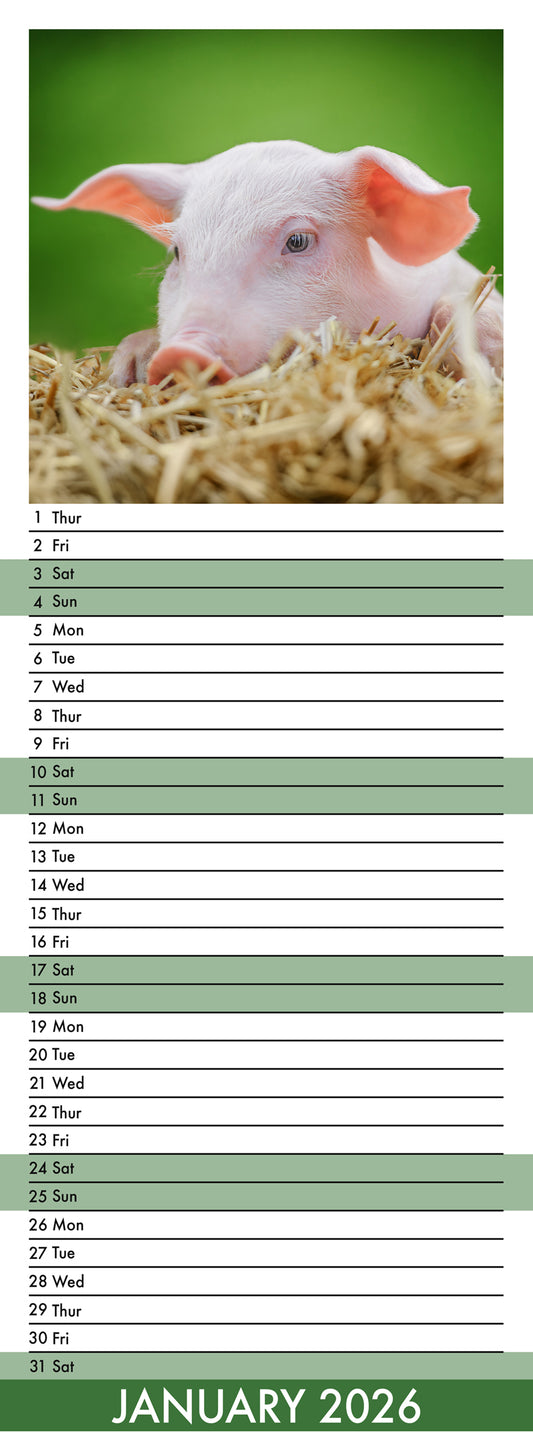 Piglets - Slim Calendar 2026