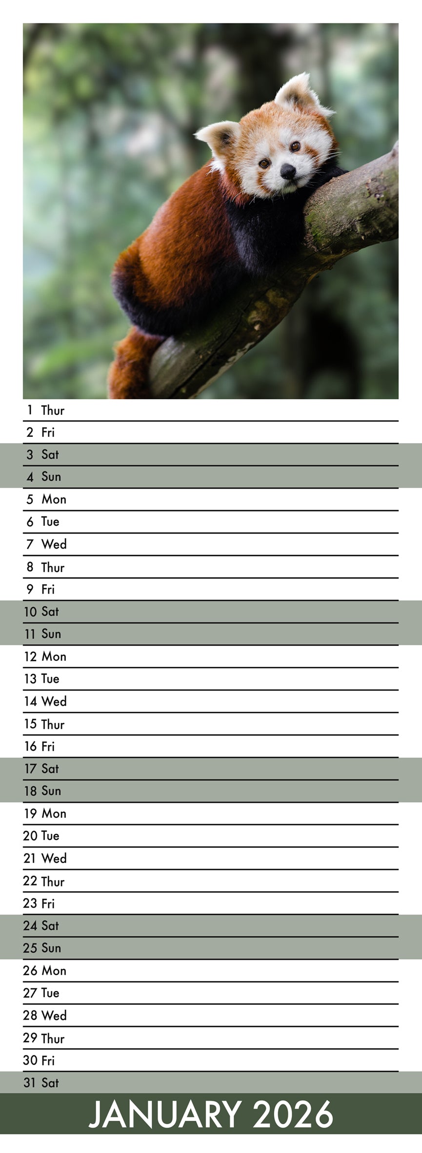 Red Panda - Slim Calendar 2026