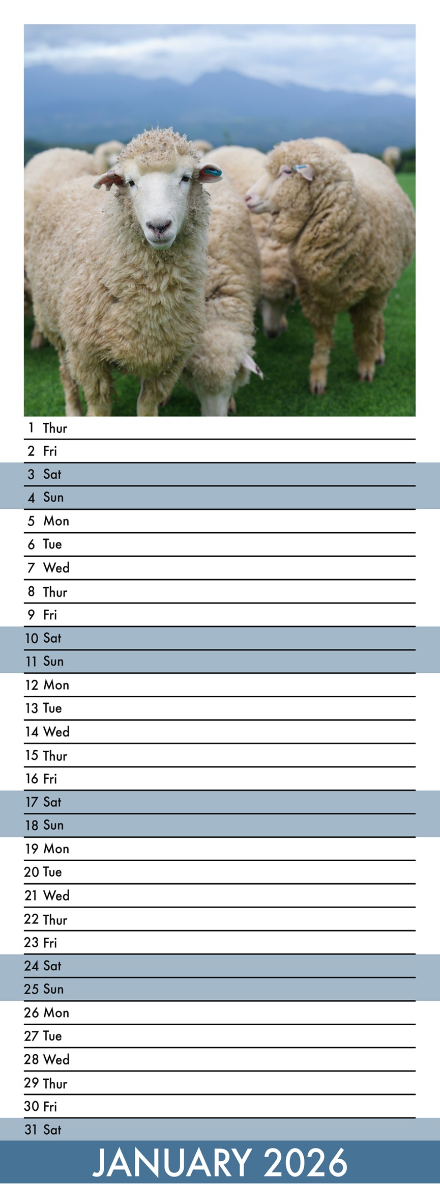 Sheep - Slim Calendar 2026