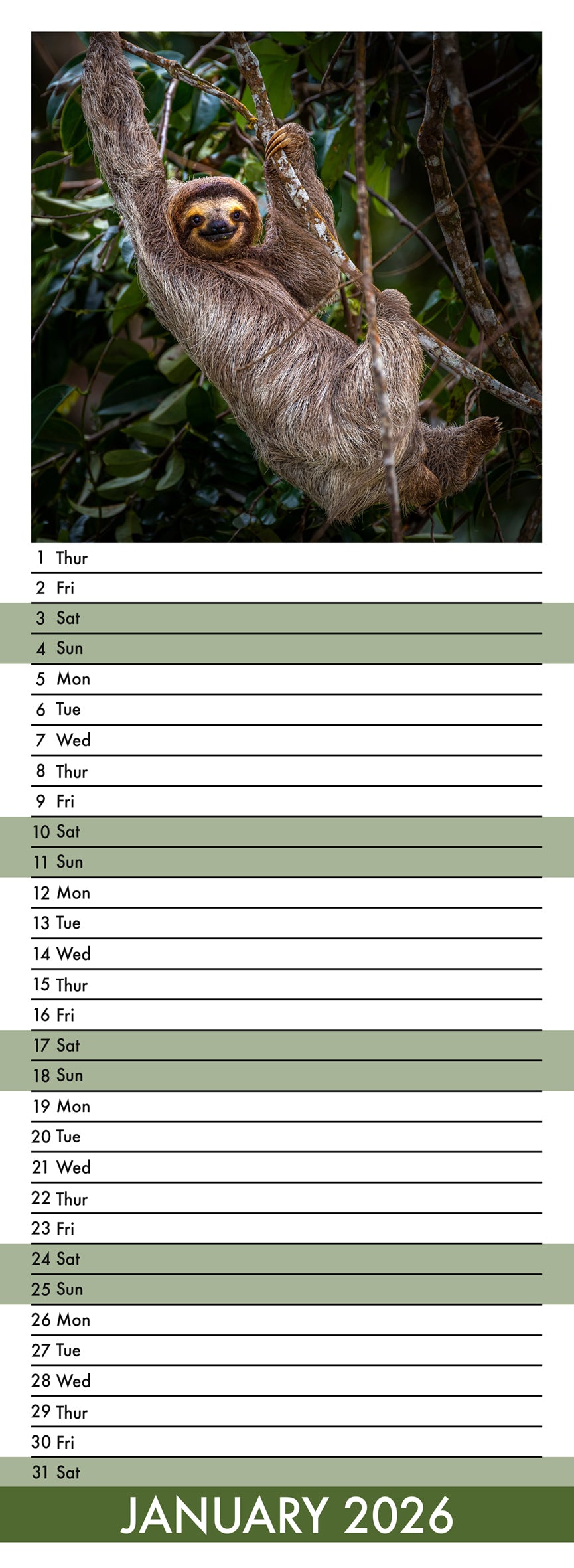 Sloths - Slim Calendar 2026