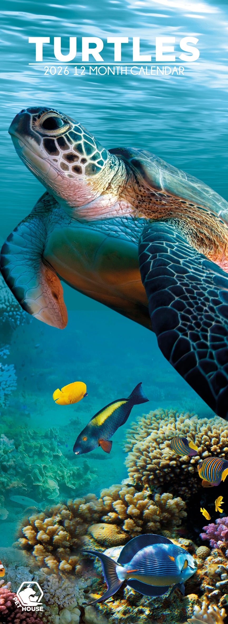 Turtles - Slim Calendar 2026