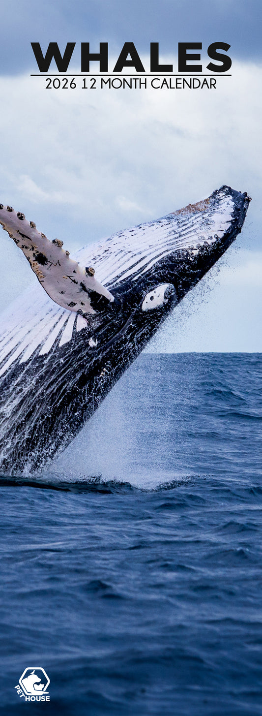 Whales - Slim Calendar 2026