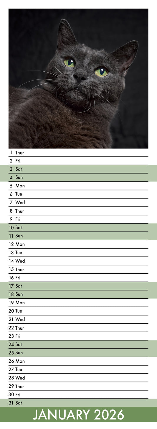 Black Cats - Slim Calendar 2026